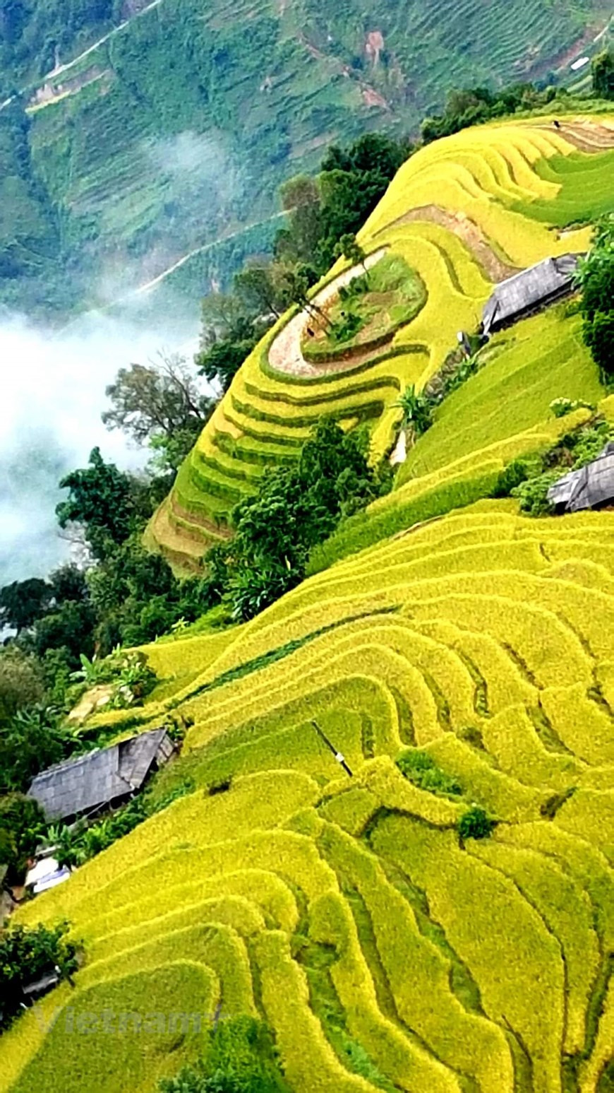Les rizières en terrasses de Hoang Su Phi qui existent depuis trois siècles ont non seulement des valeurs matérielles mais aussi historiques, culturelles et esthétiques. Quand on les examine de près, on peut deviner quelle ethnie minoritaire les a conçue. Celles des Dao et Nùng alternent avec des zones de forêt, alors que celles des La Chi sont souvent à proximité de chez eux. Au centre du chef-lieu de Hà Giang, à Hoang Su Phi, on voit des rizières d’un jaune profond entourées de forêt. Les rizières en terrasses de Hoàng Su Phi sont belles toute l’année, vertes quand le riz est jeune et dorées quand il est mûr. Photo: Vietnamplus