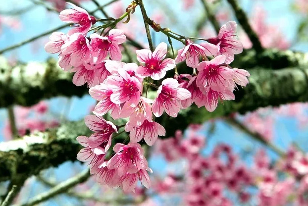 Lorsque la couleur rose illumine le ciel bleu profond, alors le printemps est revenu.