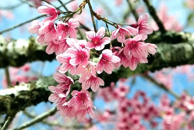 Lorsque la couleur rose illumine le ciel bleu profond, alors le printemps est revenu.