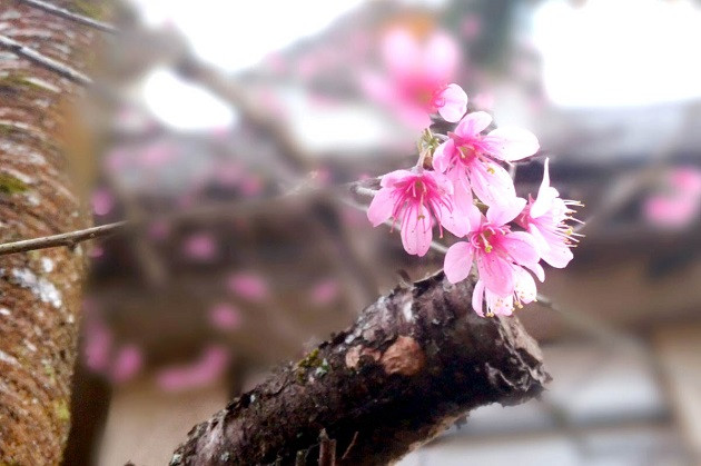 Un Festival des fleurs de cerisier sera organisé du 26 au 28 janvier au lac Tuyên Lâm.