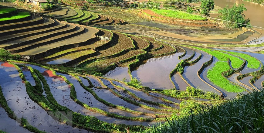 Avec une hauteur moyenne de plus de 2.000 mètres au-dessus du niveau de la mer, en arrivant à Y Ty, les visiteurs peuvent admirer la perspective vaste et séduisante des rizières en terrasses. Photo: Vietnam+