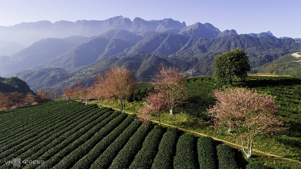 Le rose de fleurs de cerisier met en valeur la multitude des verts des montagnes environnantes. 
