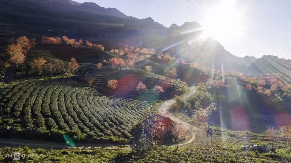 De décembre à janvier de chaque année, les cerisiers de la colline de thé d'Ô Long, près de Sapa, province de Lao Cai, fleurissent, signalant l'arrivée du printemps.