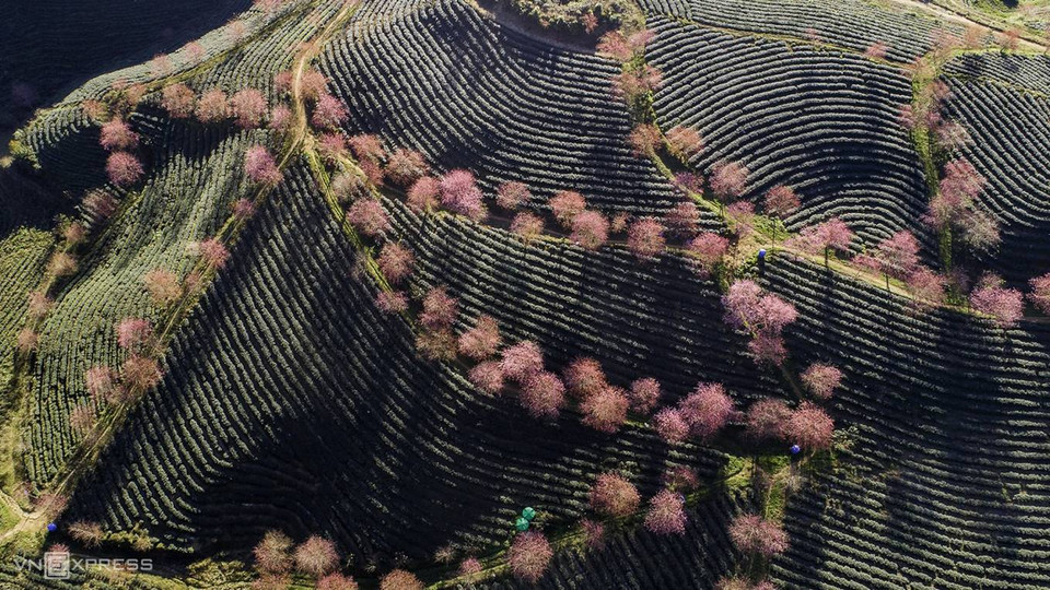 D'après les photographes, les deux moments les plus appropriés pour photographier les collines de thé sont tôt le matin (vers 6h30 - 8h00) et avant le coucher du soleil (vers 15 - 17h30), lorsque le soleil est bas et met bien en valeur le rose des fleurs. 