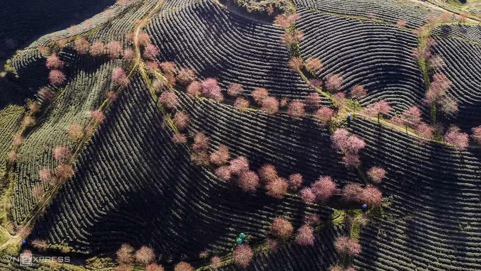 D'après les photographes, les deux moments les plus appropriés pour photographier les collines de thé sont tôt le matin (vers 6h30 - 8h00) et avant le coucher du soleil (vers 15 - 17h30), lorsque le soleil est bas et met bien en valeur le rose des fleurs. 