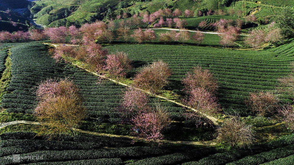 La colline de thé d’Ô Long n'est connue que depuis plus d'un an, à travers des photos à la saison de floraison partagées par de nombreux photographes.
