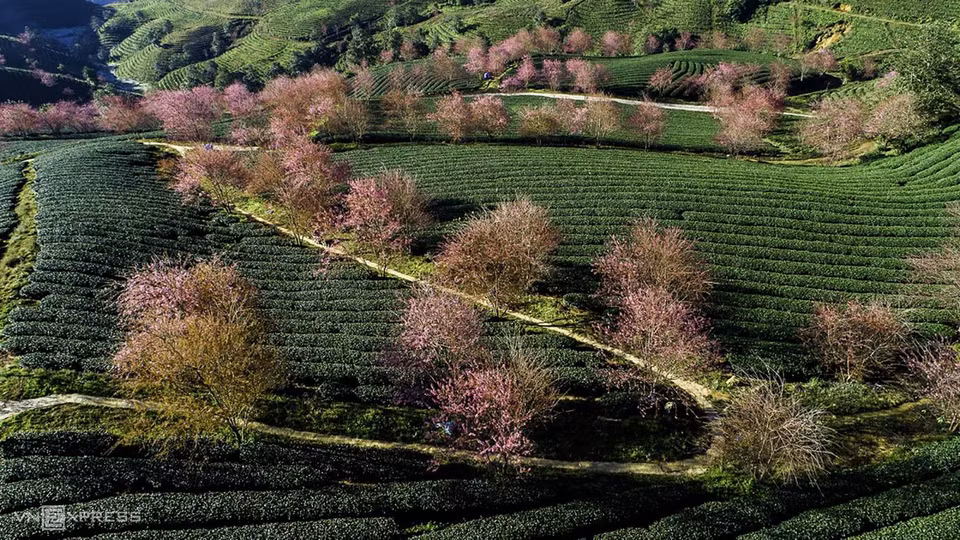 La colline de thé d’Ô Long n'est connue que depuis plus d'un an, à travers des photos à la saison de floraison partagées par de nombreux photographes.
