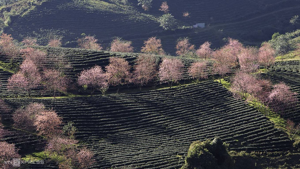 La floraison ne dure qu'un mois environ. L’idéal, c’est d’organiser une virée pour Sapa cette semaine. Sinon, il faudra attendre début janvier et aller à Dalat, lorsque cette fleur fleurira le long de nombreuses routes.