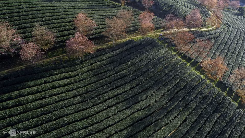 Les cerisiers sont plantés ici en alternance, le long des chemins entre les collines de thé. C'est une particularité de Sa Pa par rapport à la saison des cerisiers d'autres localités telles que Da Lat ou Kon Tum.