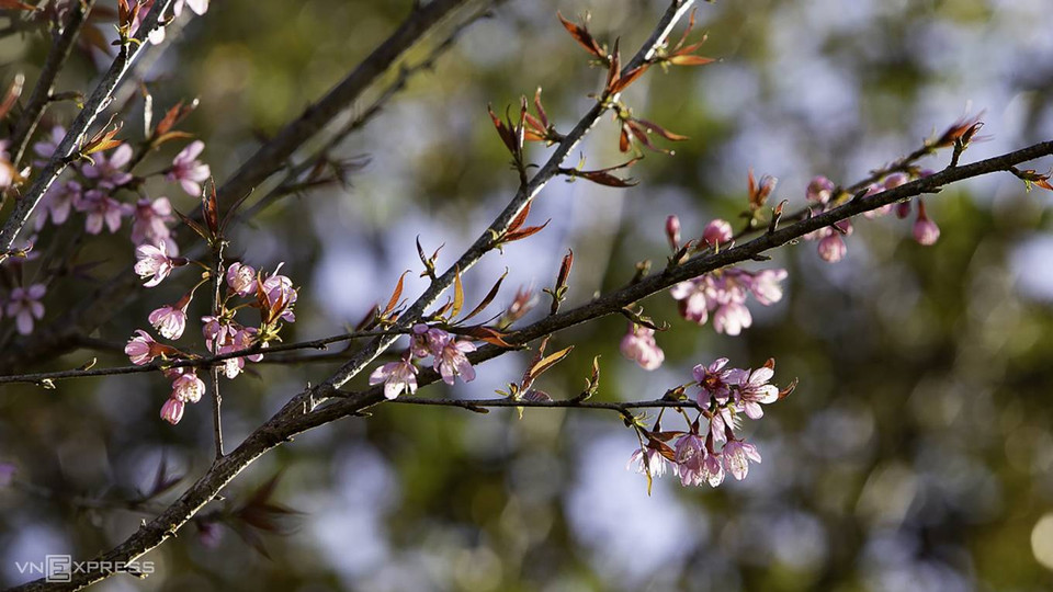 Le cerisier est une plante ligneuse, dont les feuilles tombent souvent d'octobre à novembre chaque année. Lorsque le printemps arrive, les fleurs couvrent les branches.