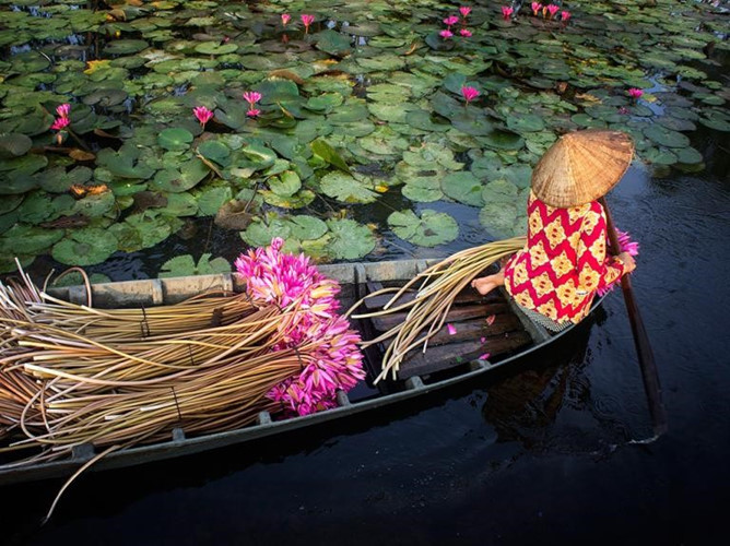 Une femme récolte des fleurs de nénuphars dans le Delta du Mékong. Photo: Nhan Le. 