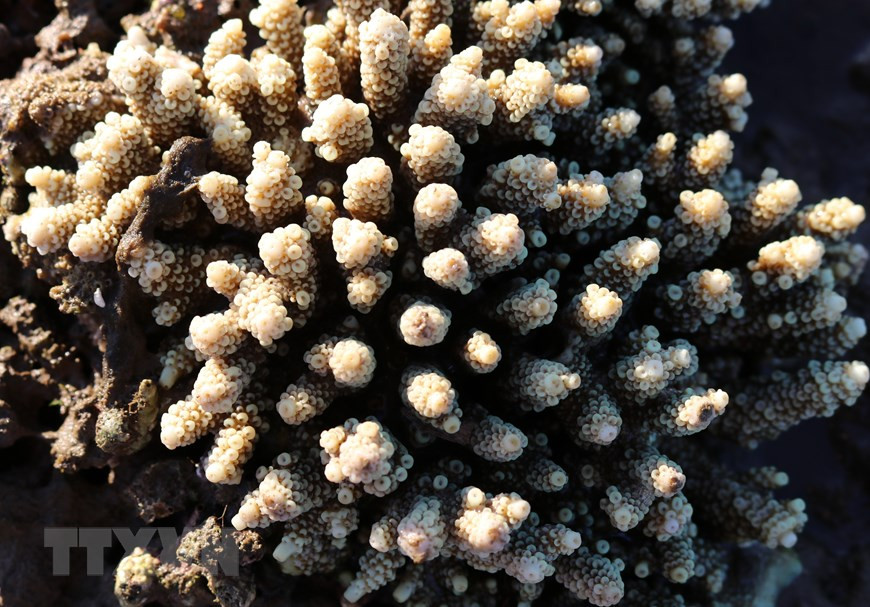 Des touristes peuvent y admirer la beauté des coraux. Le meilleur moment est de mai à juillet, car la marée est le plus bas niveau. Photo: VNA 