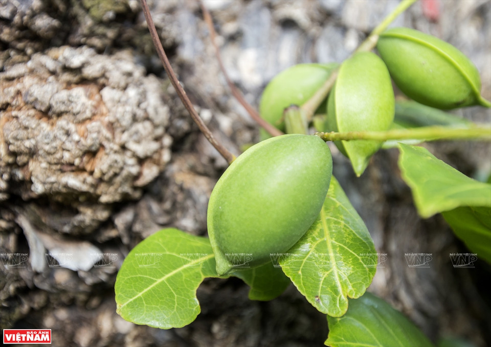 En juin et juillet, les fruits du badamier commencent à mûrir. Photo: VNP