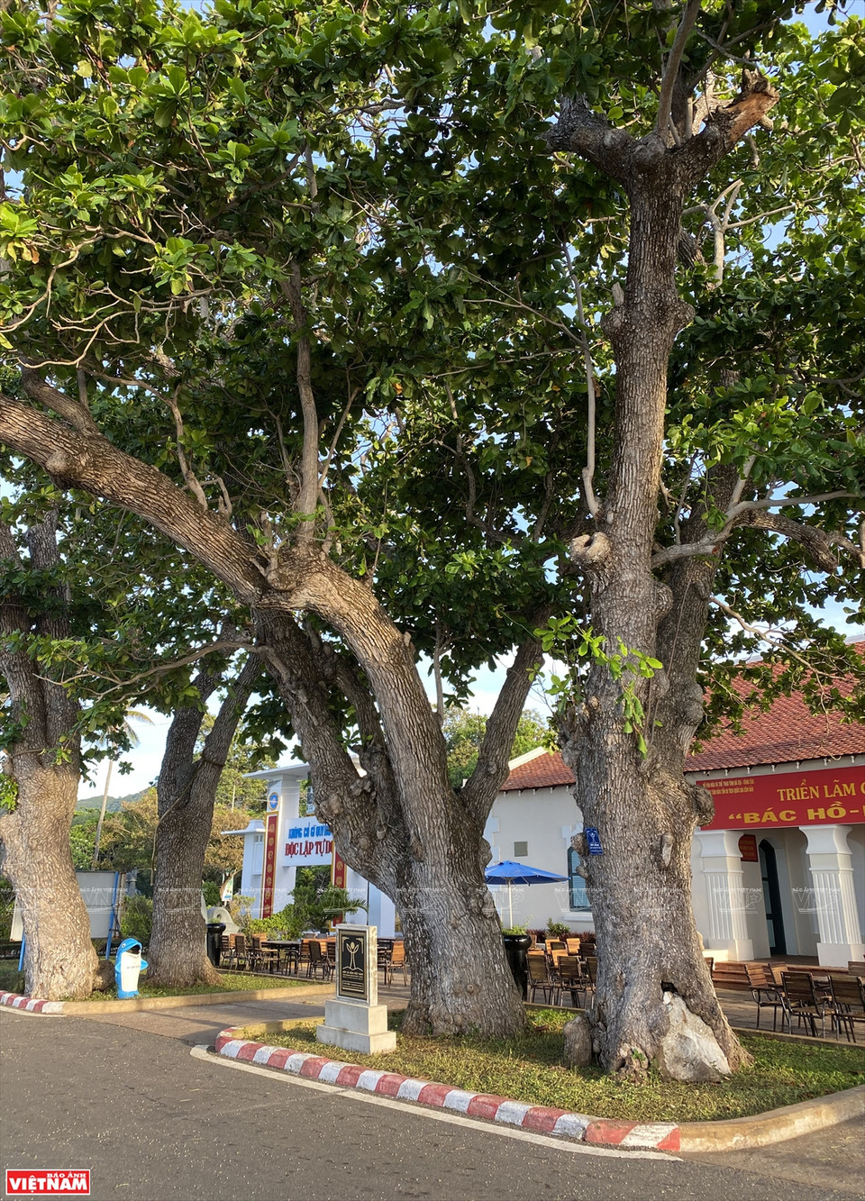 Les badamiers de l'île possède une écorce plus rugueuse que ceux du continent. Photo: VNP