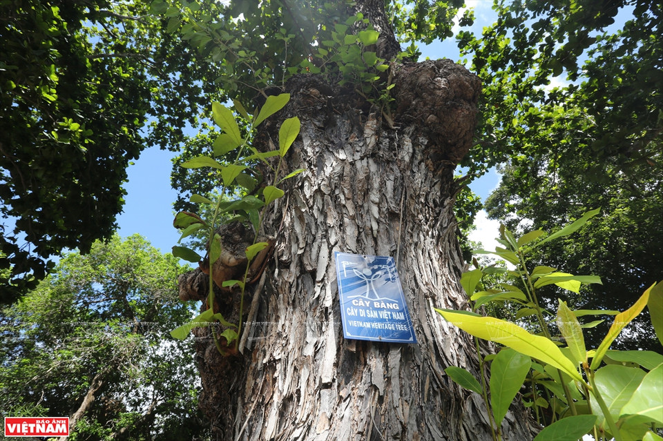 On compte 53 badamiers sur cette île. Photo: VNP