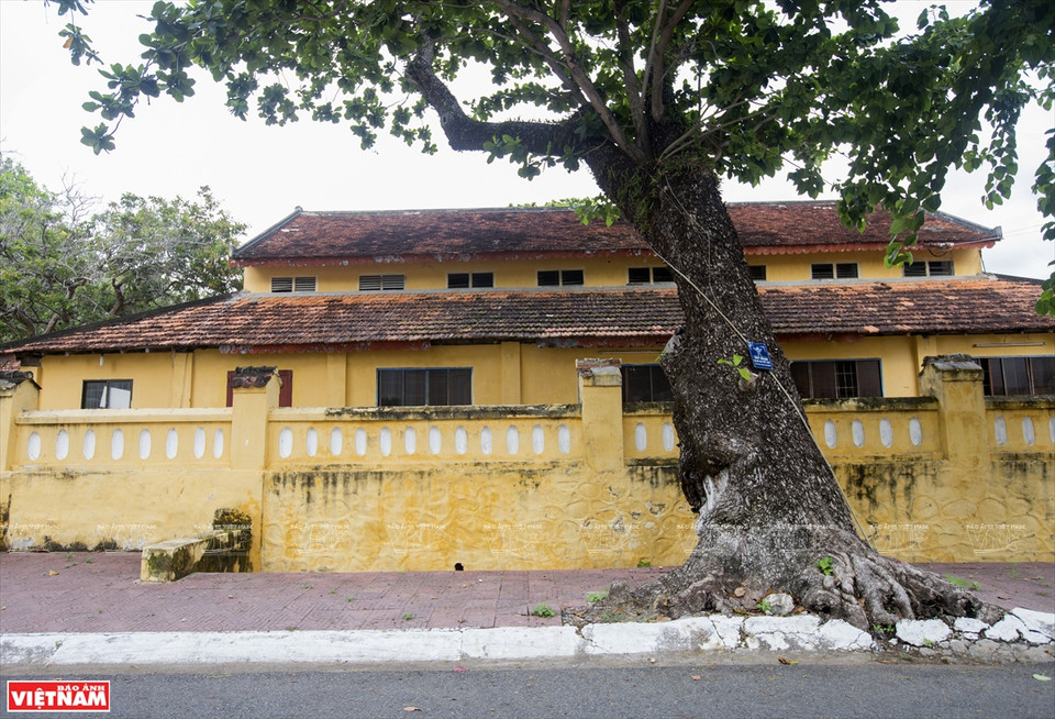 Les badamiers embellissent la rue de l'île de Côn Dao. Photo: VNP