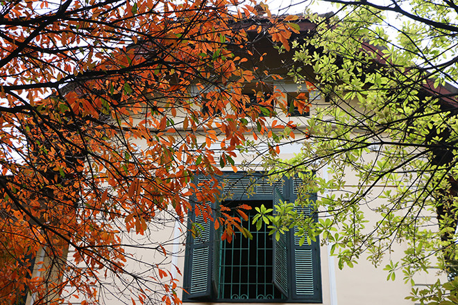 Fin mars-début d'avril, de nombreuses rues​ de Hanoï sont couvertes de couleurs vivantes et poétiques. Les Barringtonia​ et les ​Lagerstroemia speciosa... connaissent un changement de couleur surprenant.