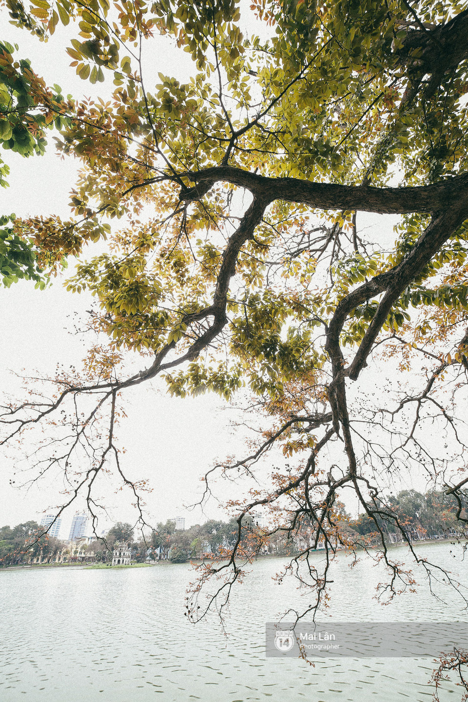 Hanoï est entré dans la saison des arbres à feuilles caduques.
