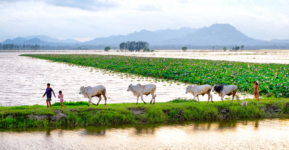 Une famille ramène son troupeau de vaches chez elle sur les rives du canal Tha La. Photo: vnexpress