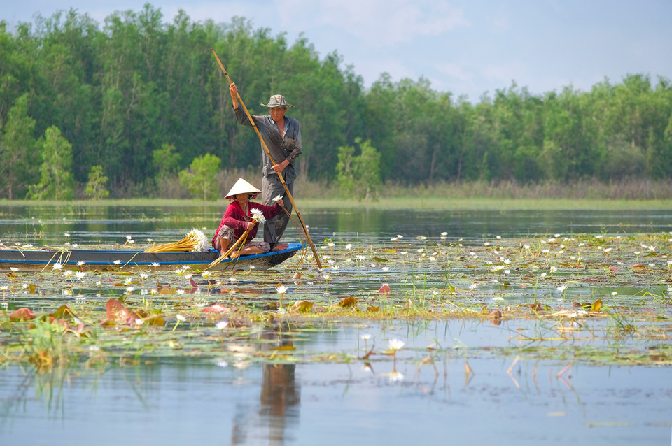 Un couple ramasse des nénuphars dans la commune de Vinh Te, près de la frontière cambodgienne. Les nénuphars blancs sont également appelés « fleurs fantômes » car ils ne fleurissent que la nuit. Photo: vnexpress