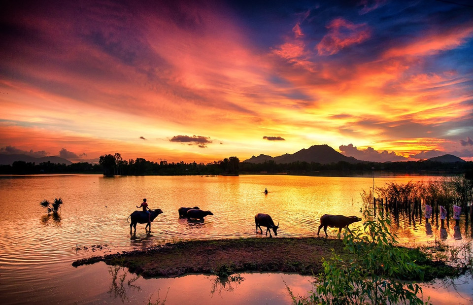 Un après-midi glorieusement coloré sur le réservoir de Tra Su dans le district de Tinh Bien alors qu'un garçon se prépare à ramener son troupeau de buffles à la maison. Photo: vnexpress