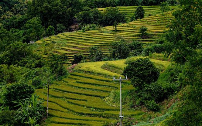 De loin, les rizières en terrasses ressemblent à des escaliers menant au paradis. Photo: VNA