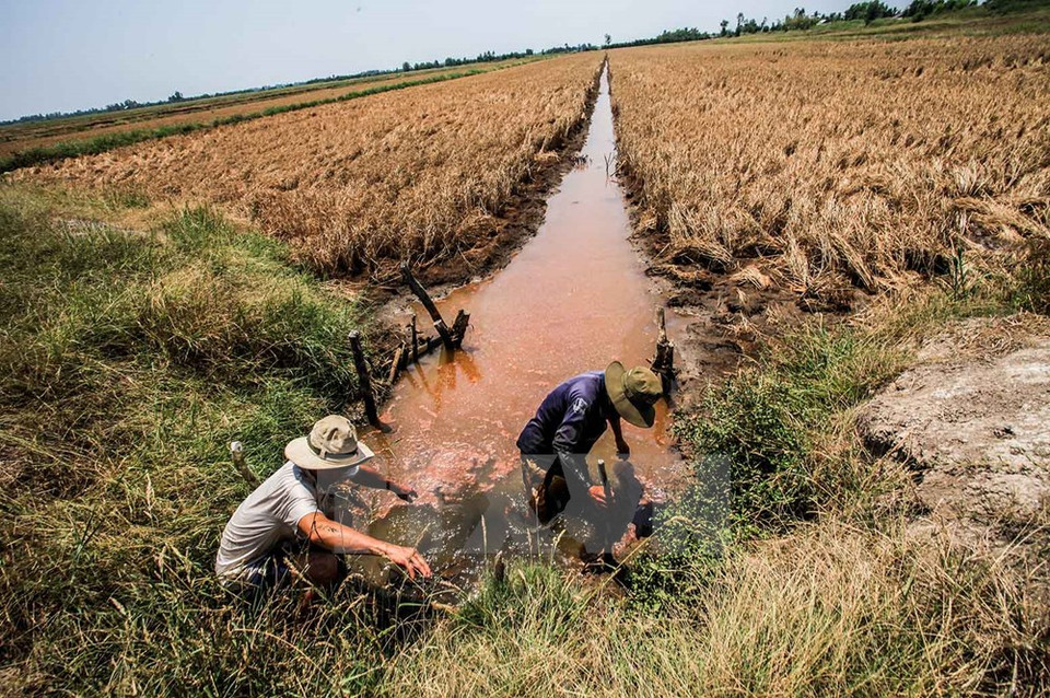 L'eau des canaux d’​irrigation ​de la commune de Hung Yên, district d’An Biên, est fortement salinisée.