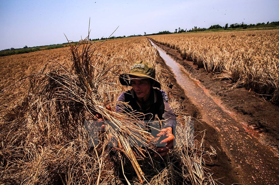 Un agriculteur ​de la commune de Dông Yên, district d’An Biên, abassourdi par le spectacle qui se déroule devant ses yeux.