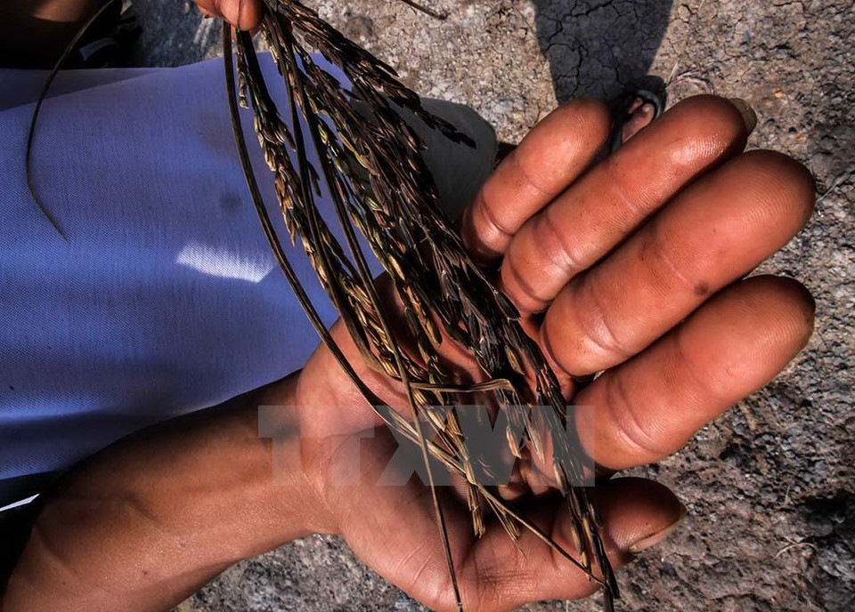 Des épis de riz noircis par la sécheresse et la salinisation au seuil de la récolte.