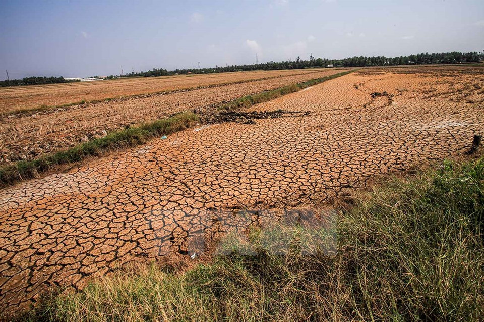 De nombreuses rizières du district d’An Biên et plus largement du delta du Mékong sont dévastées.