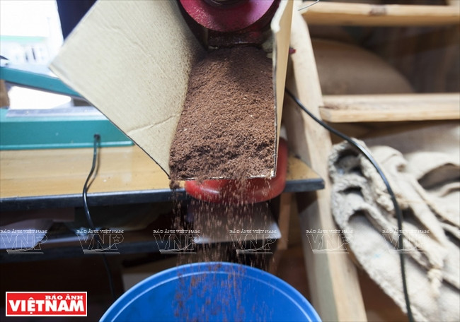 Poudre de café avant emballage. 