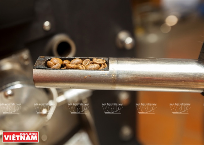 Vérification de la qualité des grains après torréfaction.