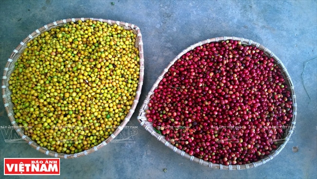 L'arabica est largement cultivé sur le Haut Plateau de Lang Biang. 