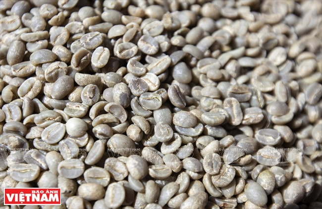 Les grains de café après décorticage et séchage. 