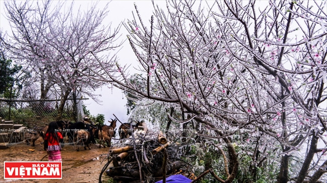Du 3 au 7 février 2018, au sommet de Tà Xùa, les forêts et montagnes étaient enneigées. En image: un petit H’mong et ses chèvres dans un décor enneigé et glacial.