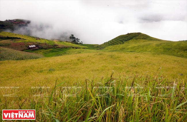 Les rizières en terrasse s’étendent sur 315 ha dans la commune de Xim Vang, à 14 km de la commune de Tà Xùa.