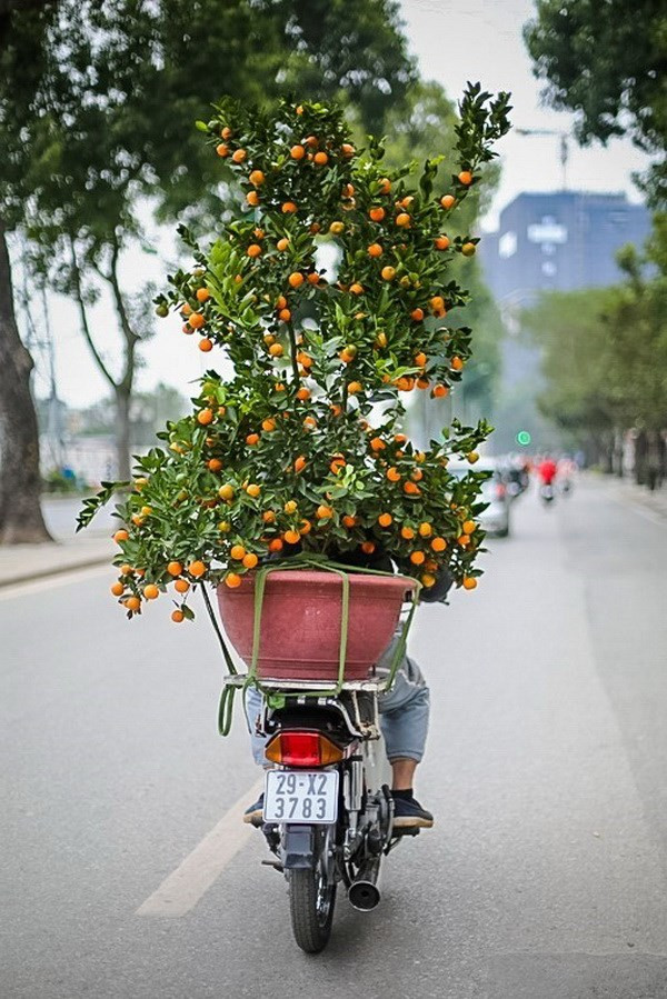 Un kumquat apporte l'atmosphère du Tet dans chaque famille.