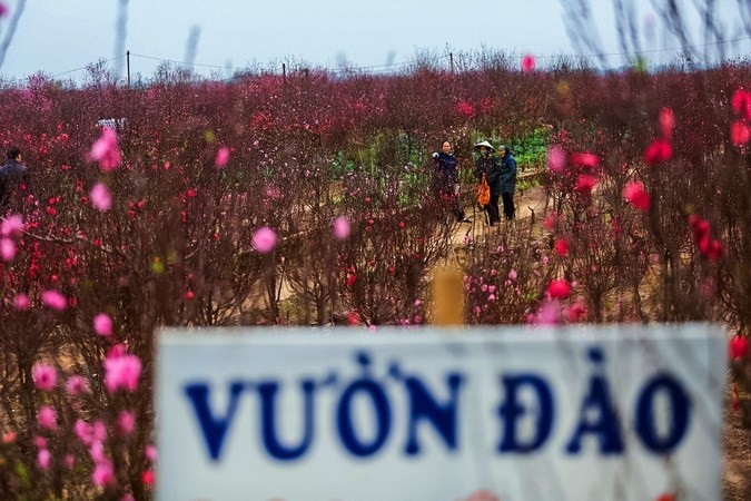 Ces jours-ci, dans les jardins de pêcher de Nhât Tân à Hanoï, les fleurs s’épanouissent alors que le village de Tu Liên est prêt à fournir au marché des kumquats chargés des fruits. 