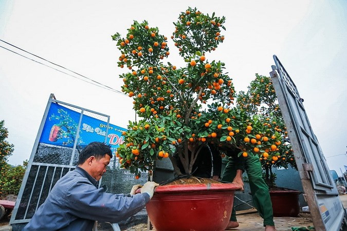 Un petit camion transporte les kumquats.