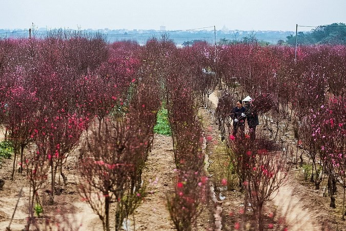 La plupart des familles du Nord choisissent les fleurs de pêcher pour décorer leurs maisons pendant le Têt. La couleur rose symbolise l’amour et la joie partagée par tout le monde dans cette période unique de l’année.