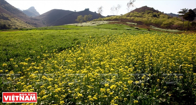 Une vallée de fleurs de crucifères blanches et jaunes.