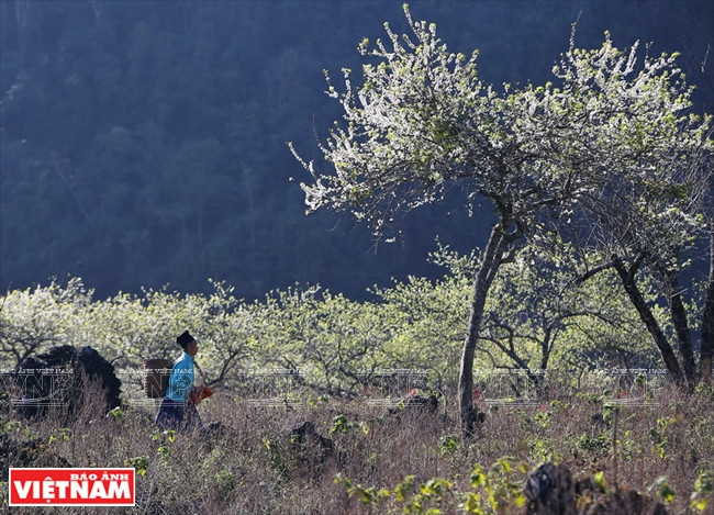 Une H'mông allant au brûlis à travers la forêt de pruniers, commune de Loong Luông, district de Van Ho. 