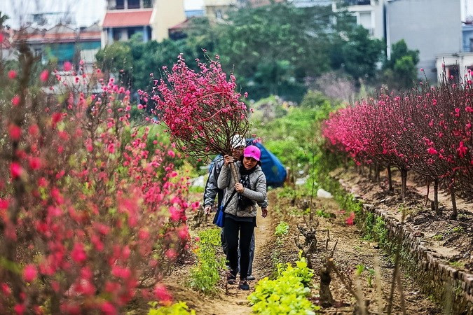 Plusieurs personnes ont l'habitude d'aller à Nhât Tân pour choisir de jolis pêchers. Outre des prix moins élevés, l'achat dans le jardin permet de choisir de plus belles branches.