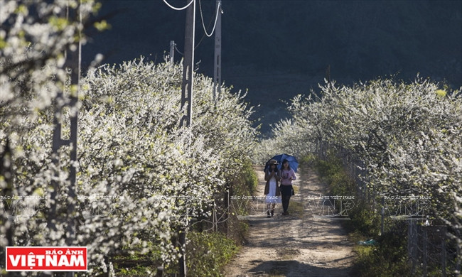 Une allée nichée sous la verdure des pruniers dans la vallée de Na Ka, bourg de Nong Truong, district de Moc Chau.