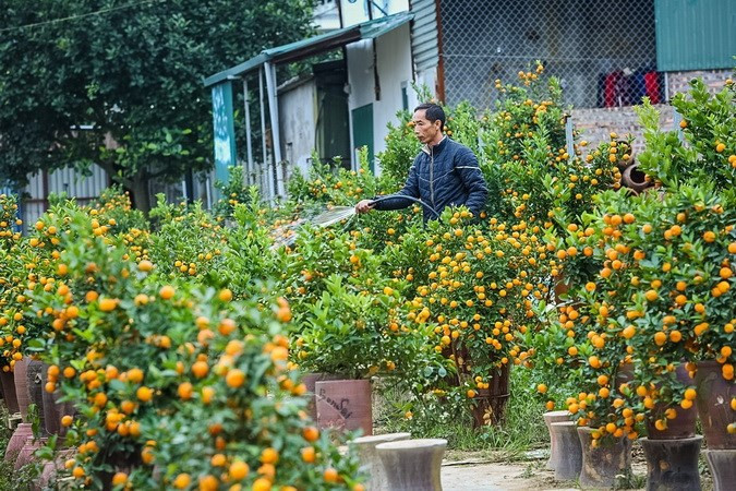 Le kumquat (Fortunella) est utilisé en tant que plante d’ornement depuis très longtemps par les habitants du Nord à l’arrivée du printemps.
