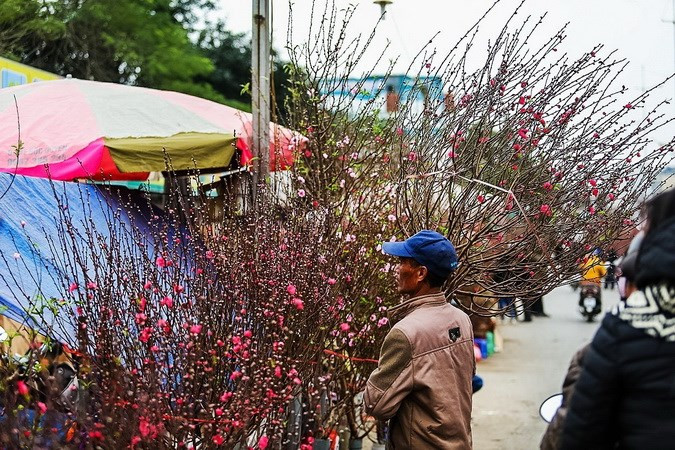 Le marché aux fleurs de Quang Ba est le plus grand marché de vente en gros de pêchers et kumquats de Hanoï.