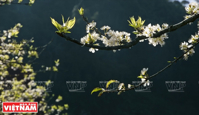 Les pruniers en fleurs sur le flanc des montagnes.