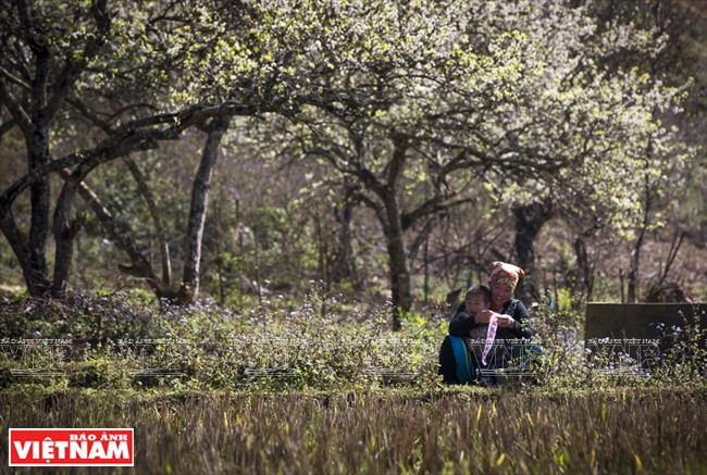 Une H'mong fait de la broderie à l’ombre d’un prunier.