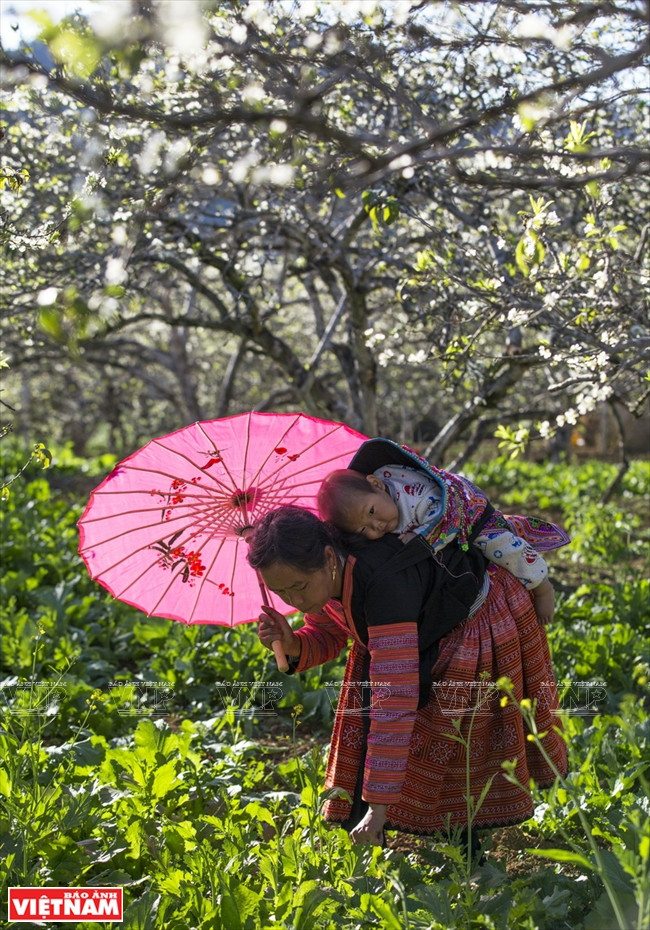 La culture de crucifères sous l’ombre des pruniers au village de Na Ka.