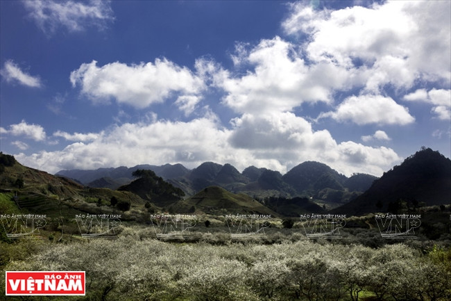 Le haut plateau de Moc Chau est surnommé par les touristes la ''Capitale des fleurs du Nord-Ouest''.